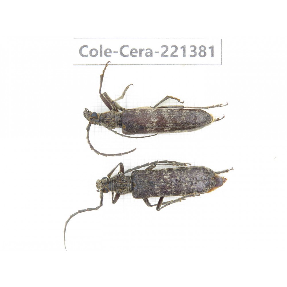 Cerambycidae sp. China, Yunnan, Xiangerila, S of Weixi county. 2Pcs. Cole-Cera-221381.
