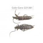Cerambycidae sp. China, Yunnan, Xiangerila, S of Weixi county. 2Pcs. Cole-Cera-221381.