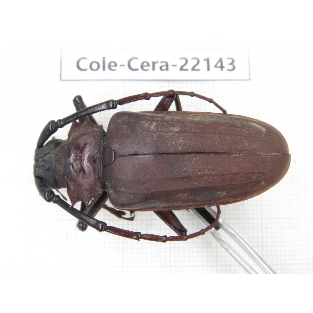 Cerambycidae sp. China, Yunnan, Chuxiong, Shuangbai county (N Mt.Ailaoshan).1Pcs. Cole-Cera-22143.