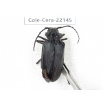 Cerambycidae sp. China, Yunnan, Chuxiong, Shuangbai county (N Mt.Ailaoshan).1Pcs. Cole-Cera-22145.