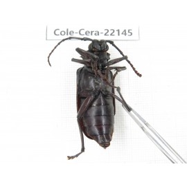 Cerambycidae sp. China, Yunnan, Chuxiong, Shuangbai county (N Mt.Ailaoshan).1Pcs. Cole-Cera-22145.