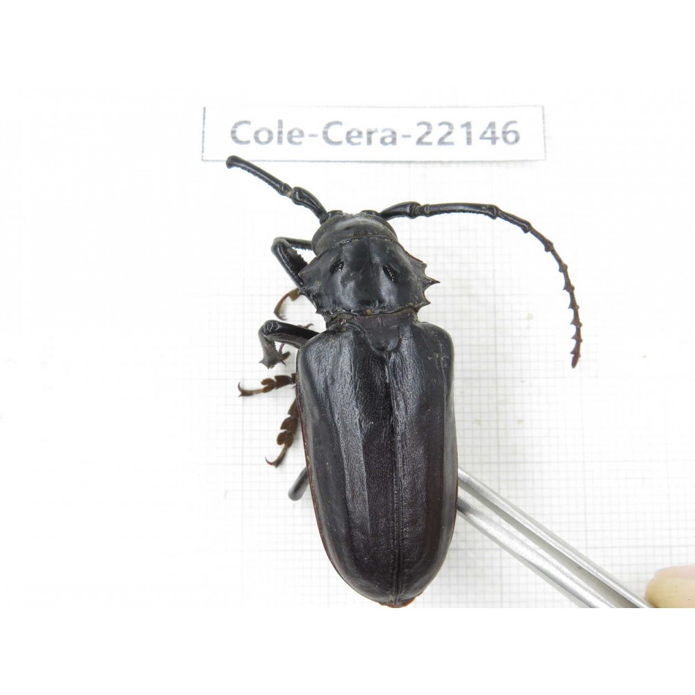 Cerambycidae sp. China, Yunnan, Chuxiong, Shuangbai county (N Mt.Ailaoshan).1Pcs. Cole-Cera-22146.