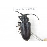 Cerambycidae sp. China, Yunnan, Chuxiong, Shuangbai county (N Mt.Ailaoshan).1Pcs. Cole-Cera-22146.