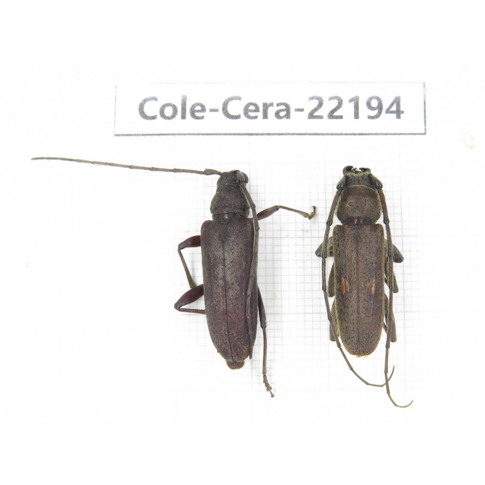 Cerambycidae sp. China, Yunnan, Chuxiong, Shuangbai county. 1P. Cole-Cera-22194.