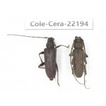 Cerambycidae sp. China, Yunnan, Chuxiong, Shuangbai county. 1P. Cole-Cera-22194.