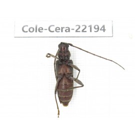 Cerambycidae sp. China, Yunnan, Chuxiong, Shuangbai county. 1P. Cole-Cera-22194.