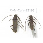 Cerambycidae sp. China, Yunnan, Chuxiong, Shuangbai county. 1P. Cole-Cera-22195.