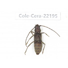 Cerambycidae sp. China, Yunnan, Chuxiong, Shuangbai county. 1P. Cole-Cera-22195.