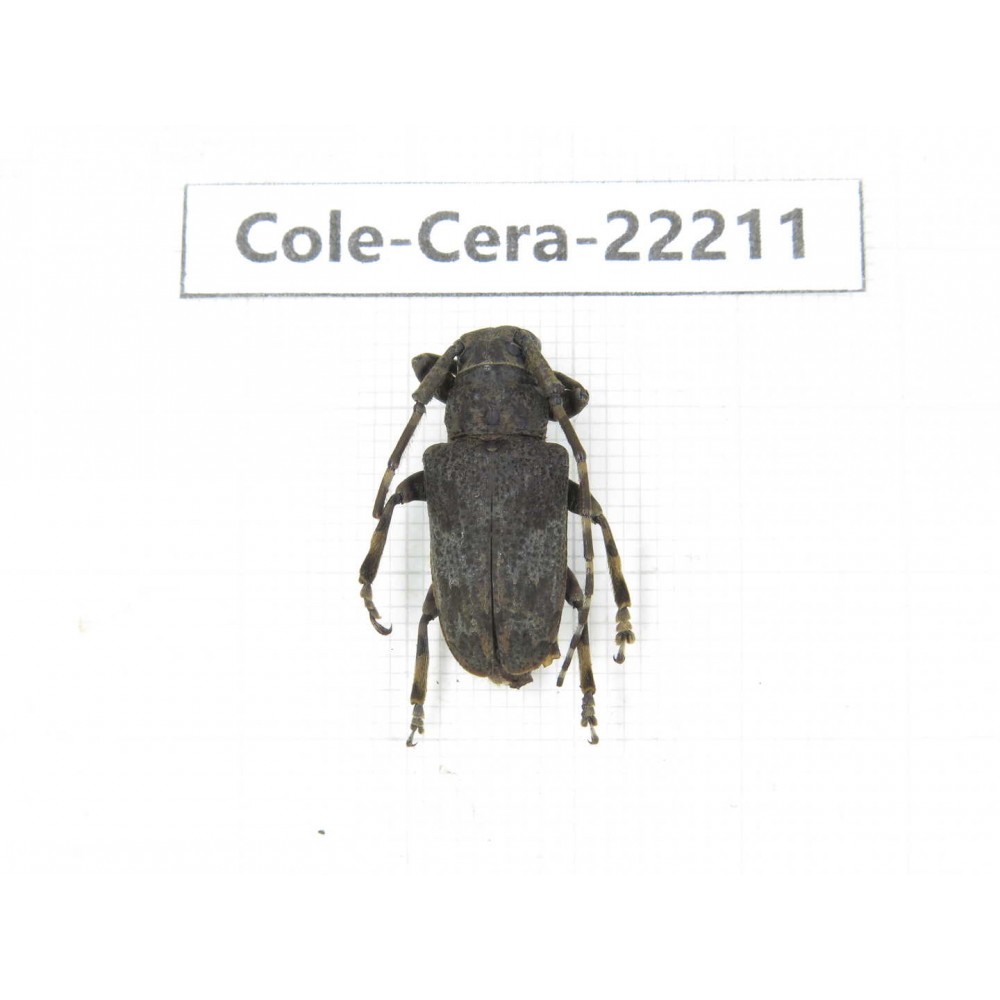 Cerambycidae sp. China, Yunnan, Chuxiong, Shuangbai county. 1Pcs. Cole-Cera-22211.
