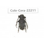 Cerambycidae sp. China, Yunnan, Chuxiong, Shuangbai county. 1Pcs. Cole-Cera-22211.