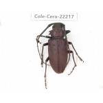 Cerambycidae sp. China, Yunnan, Chuxiong, Shuangbai county. 1Pcs. Cole-Cera-22217.
