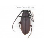 Cerambycidae sp. China, Yunnan, Chuxiong, Shuangbai county. 1Pcs. Cole-Cera-22218.