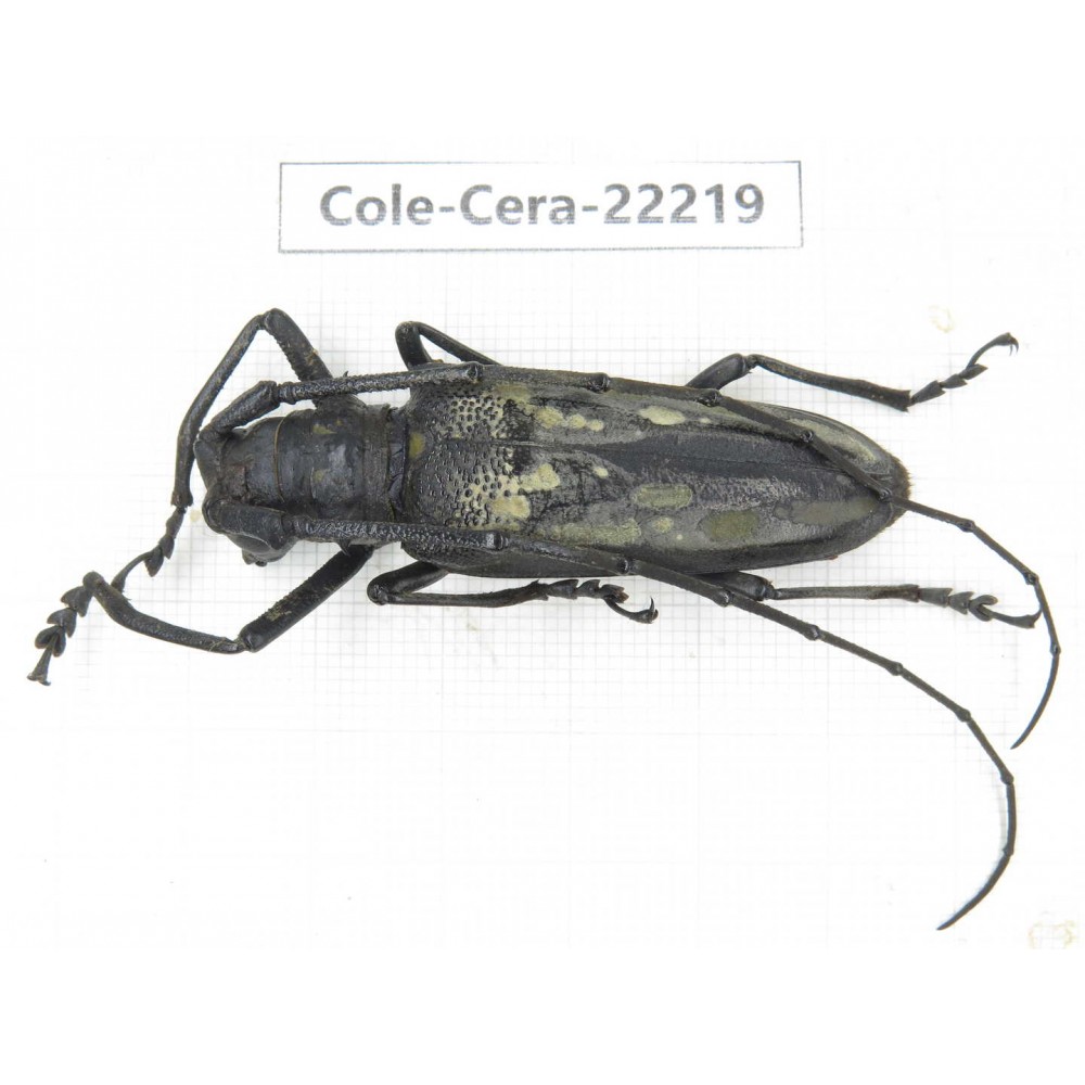 Cerambycidae sp. China, Yunnan, Nujiang, Fugong county. 1Pcs. Cole-Cera-22219.