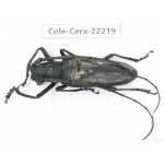 Cerambycidae sp. China, Yunnan, Nujiang, Fugong county. 1Pcs. Cole-Cera-22219.