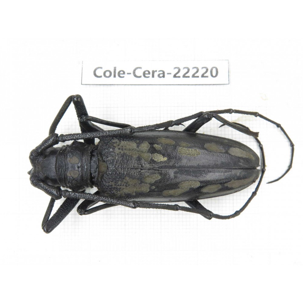 Cerambycidae sp. China, Yunnan, Nujiang, Fugong county. 1Pcs. Cole-Cera-22220.