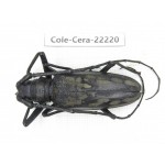 Cerambycidae sp. China, Yunnan, Nujiang, Fugong county. 1Pcs. Cole-Cera-22220.