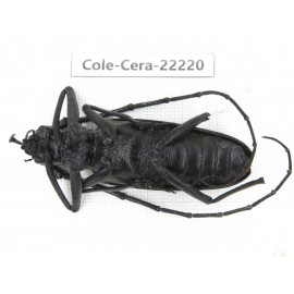 Cerambycidae sp. China, Yunnan, Nujiang, Fugong county. 1Pcs. Cole-Cera-22220.