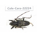 Cerambycidae sp. China, Yunnan, Nujiang, Fugong county. 1Pcs. Cole-Cera-22224.