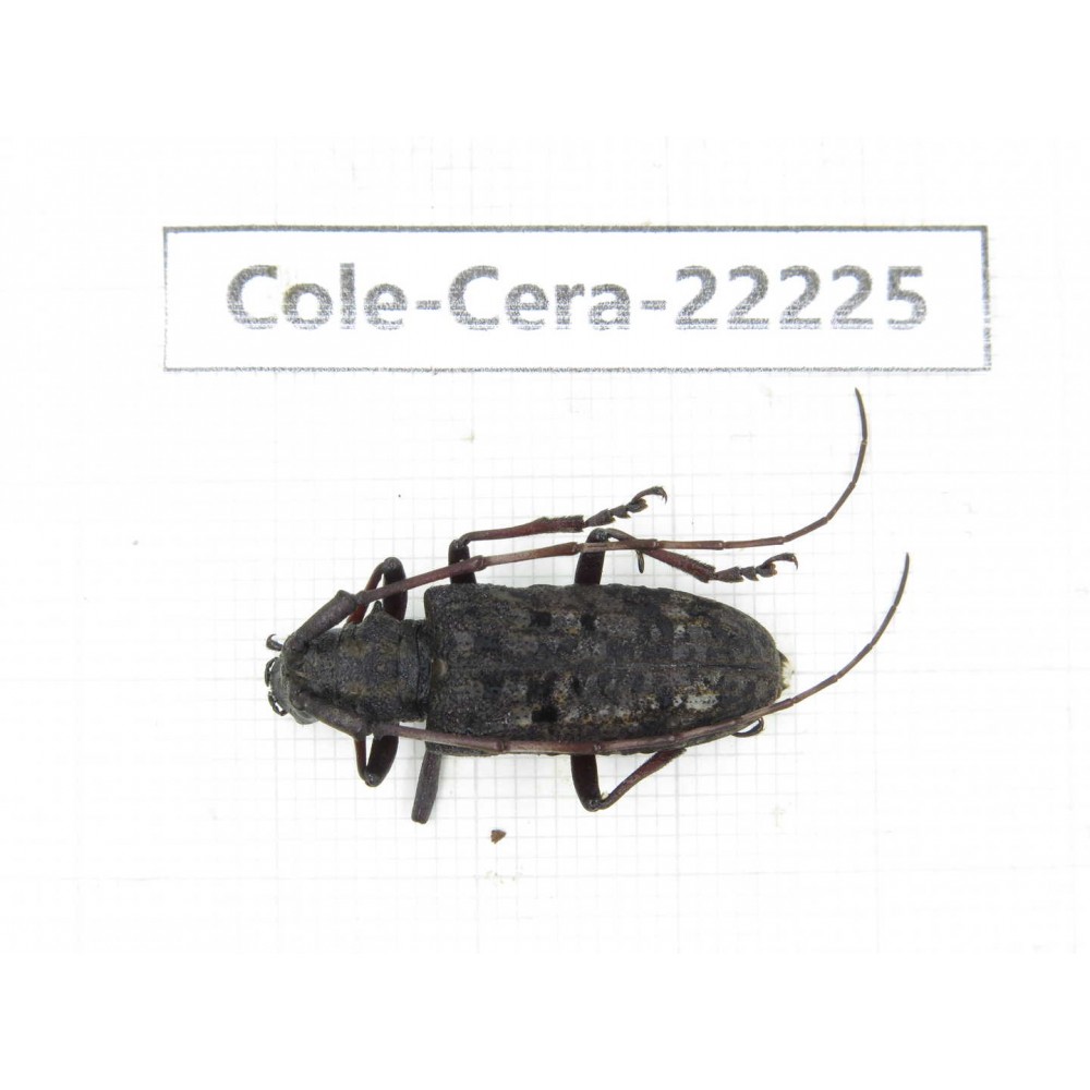 Cerambycidae sp. China, Yunnan, Nujiang, Fugong county. 1Pcs. Cole-Cera-22225.