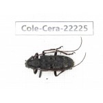 Cerambycidae sp. China, Yunnan, Nujiang, Fugong county. 1Pcs. Cole-Cera-22225.