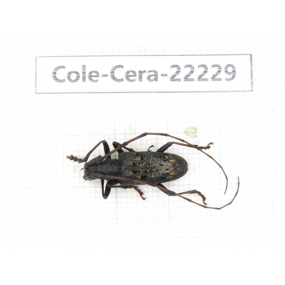 Cerambycidae sp. China, Yunnan, Nujiang, Fugong county. 1Pcs. Cole-Cera-22229.