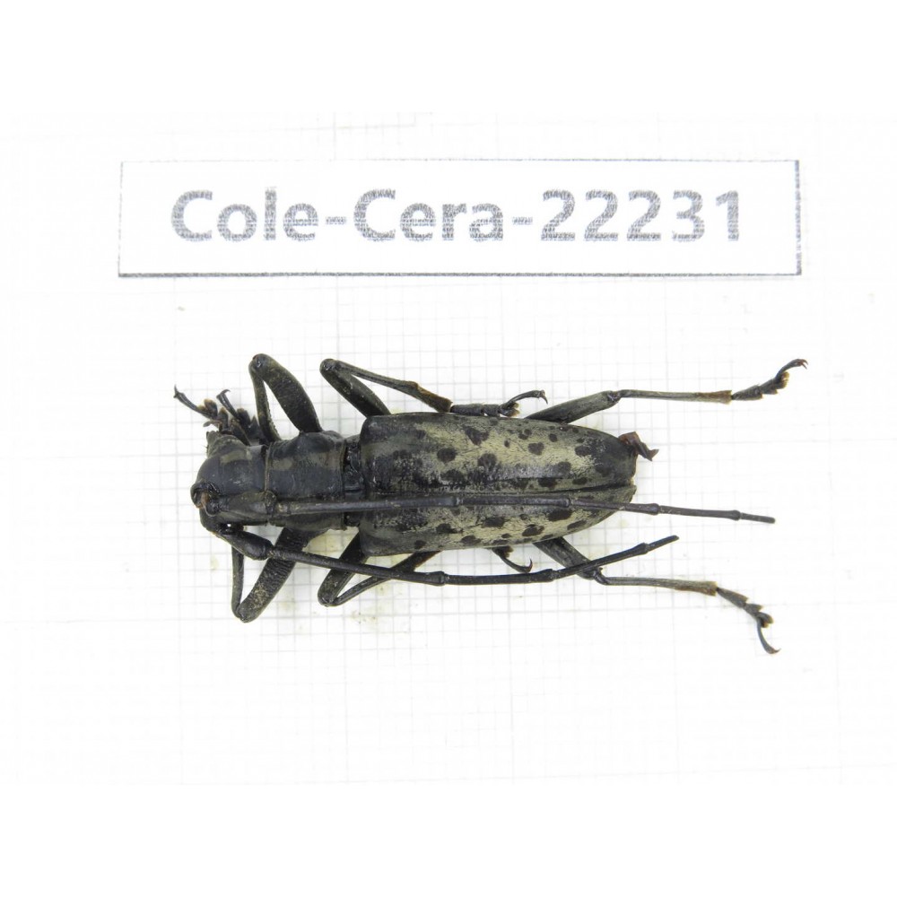 Cerambycidae sp. China, Yunnan, Nujiang, Fugong county. 1Pcs. Cole-Cera-22231.