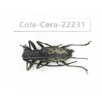 Cerambycidae sp. China, Yunnan, Nujiang, Fugong county. 1Pcs. Cole-Cera-22231.