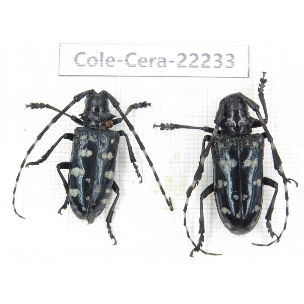 Cerambycidae sp. China, Yunnan, Nujiang, N of Mt.Biluoxueshan. 2Pcs. Cole-Cera-22233.