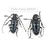 Cerambycidae sp. China, Yunnan, Nujiang, N of Mt.Biluoxueshan. 2Pcs. Cole-Cera-22233.