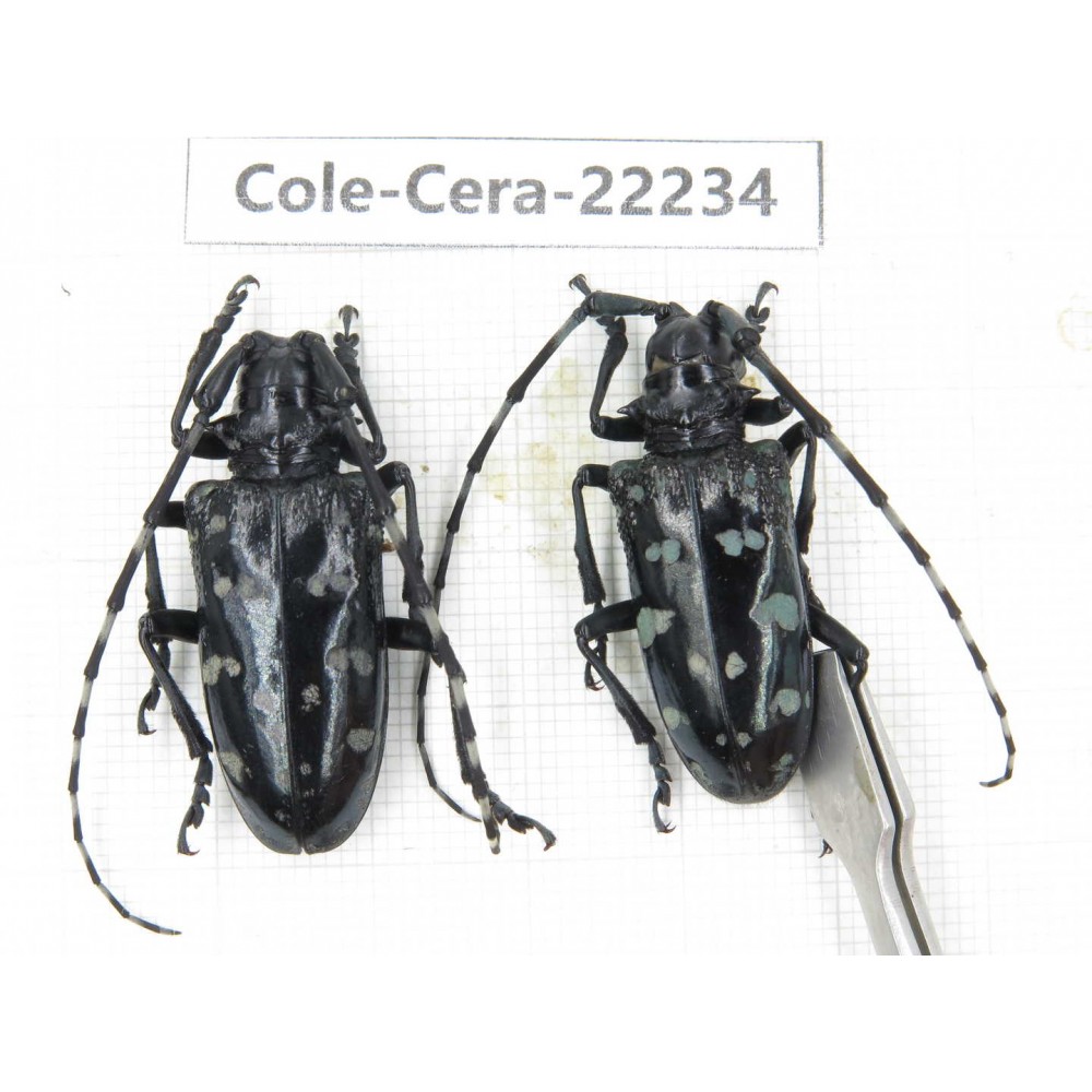 Cerambycidae sp. China, Yunnan, Nujiang, N of Mt.Biluoxueshan. 2Pcs. Cole-Cera-22234.