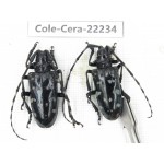 Cerambycidae sp. China, Yunnan, Nujiang, N of Mt.Biluoxueshan. 2Pcs. Cole-Cera-22234.