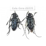 Cerambycidae sp. China, Yunnan, Nujiang, N of Mt.Biluoxueshan. 2Pcs. Cole-Cera-22235.