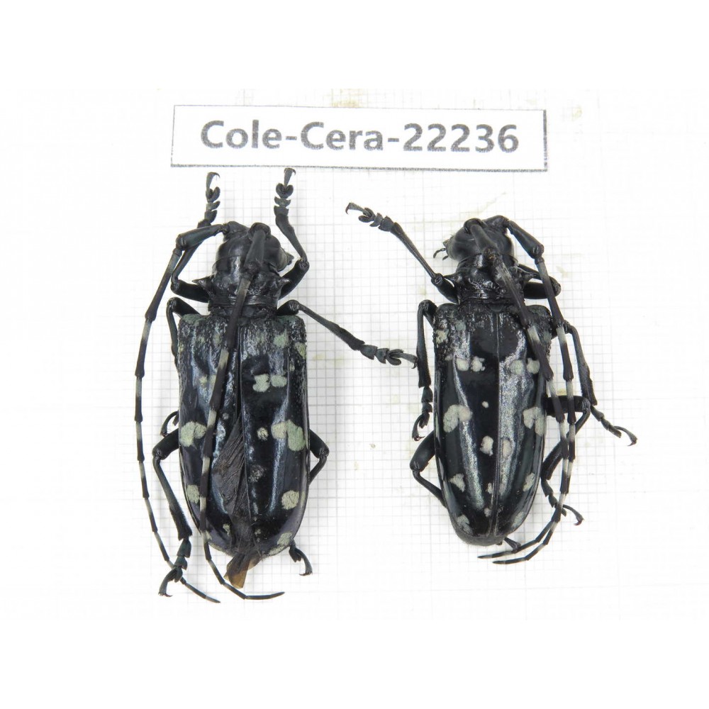 Cerambycidae sp. China, Yunnan, Nujiang, N of Mt.Biluoxueshan. 2Pcs. Cole-Cera-22236.