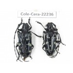 Cerambycidae sp. China, Yunnan, Nujiang, N of Mt.Biluoxueshan. 2Pcs. Cole-Cera-22236.