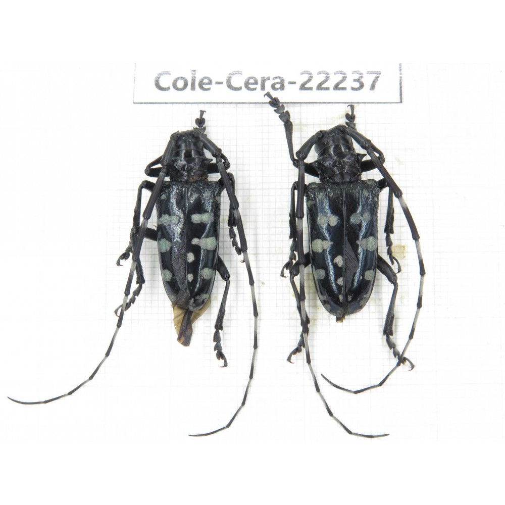 Cerambycidae sp. China, Yunnan, Nujiang, N of Mt.Biluoxueshan. 2Pcs. Cole-Cera-22237.