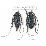 Cerambycidae sp. China, Yunnan, Nujiang, N of Mt.Biluoxueshan. 2Pcs. Cole-Cera-22237.