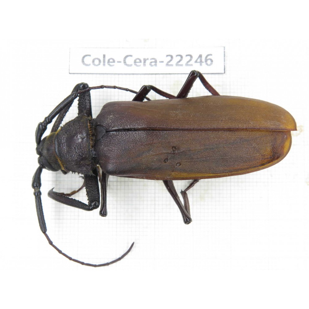 Cerambycidae sp. China, Yunnan, Dali, S of Mt.Cangshan.1Pcs. Cole-Cera-22246.