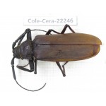 Cerambycidae sp. China, Yunnan, Dali, S of Mt.Cangshan.1Pcs. Cole-Cera-22246.
