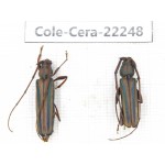 Cerambycidae sp. China, Yunnan, Dali, S of Mt.Cangshan.1P. Cole-Cera-22248.