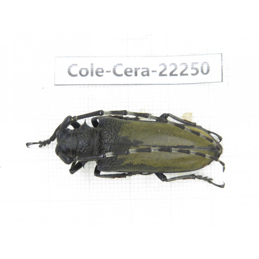 Cerambycidae sp. China, Yunnan, Dali, S of Mt.Cangshan.1Pcs. Cole-Cera-22250.