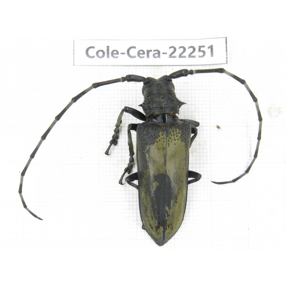 Cerambycidae sp. China, Yunnan, Dali, S of Mt.Cangshan.1Pcs. Cole-Cera-22251.