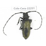 Cerambycidae sp. China, Yunnan, Dali, S of Mt.Cangshan.1Pcs. Cole-Cera-22251.