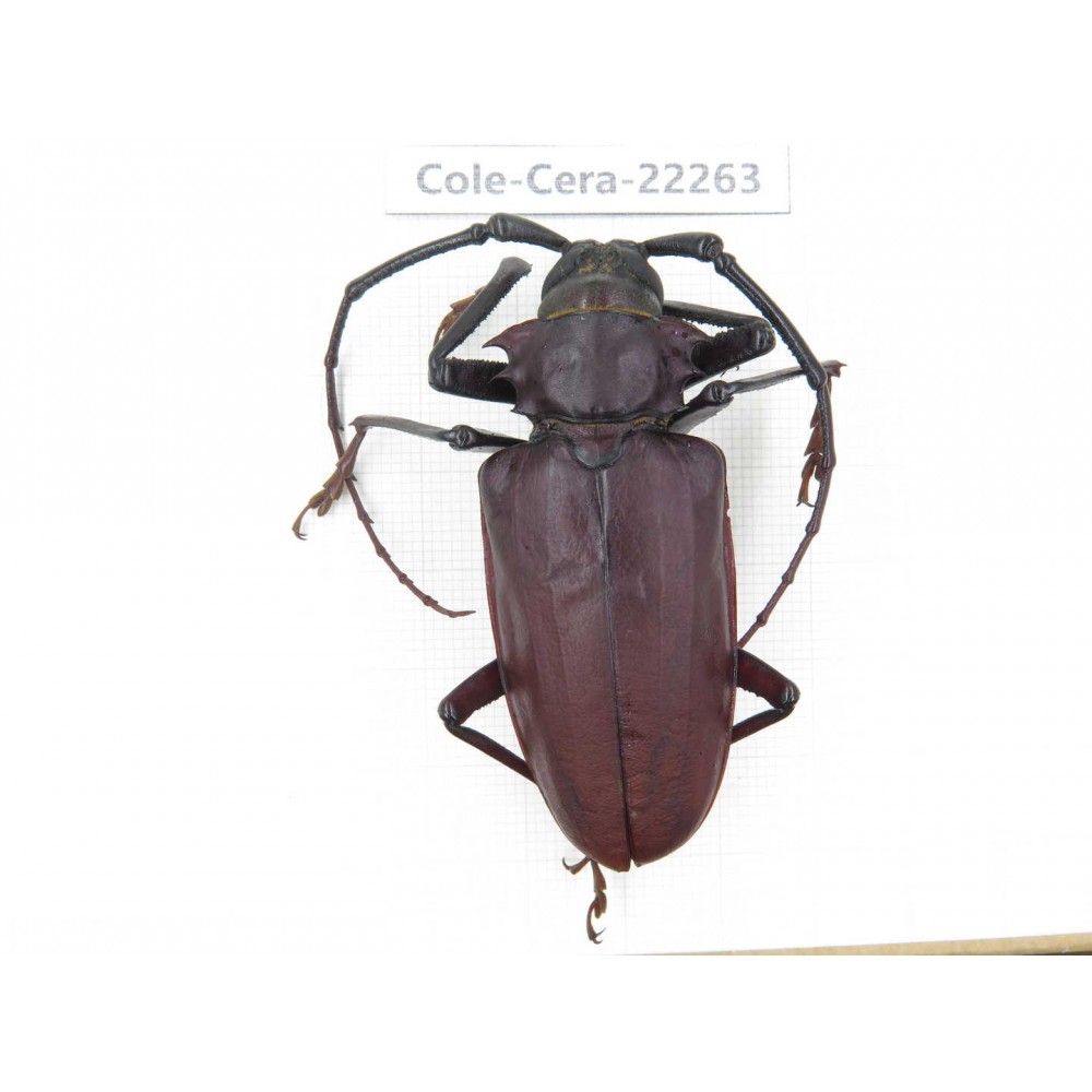 Cerambycidae sp. China,  Yunnan, Yuxi, Xinping county. 1Pcs. Cole-Cera-22263.