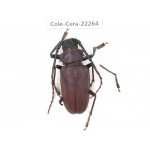 Cerambycidae sp. China,  Yunnan, Yuxi, Xinping county. 1Pcs. Cole-Cera-22264.