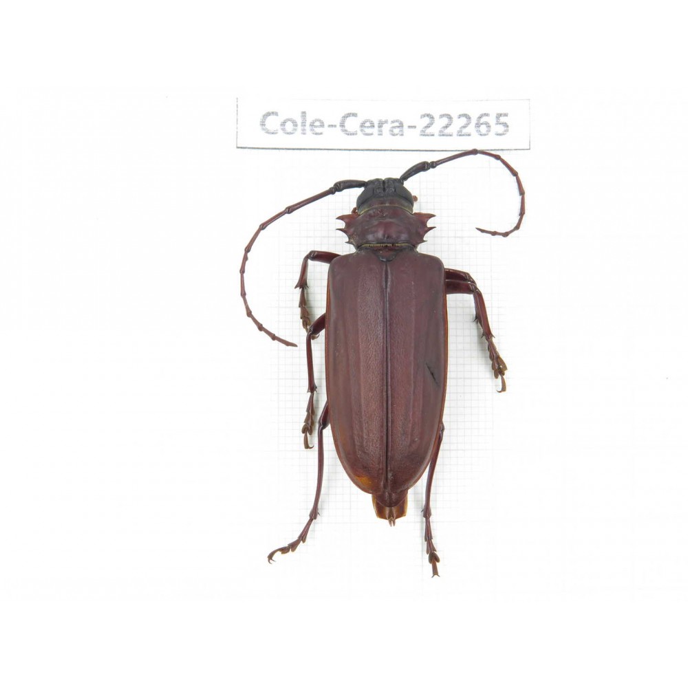 Cerambycidae sp. China,  Yunnan, Yuxi, Xinping county. 1Pcs. Cole-Cera-22265.