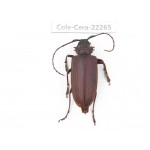 Cerambycidae sp. China,  Yunnan, Yuxi, Xinping county. 1Pcs. Cole-Cera-22265.