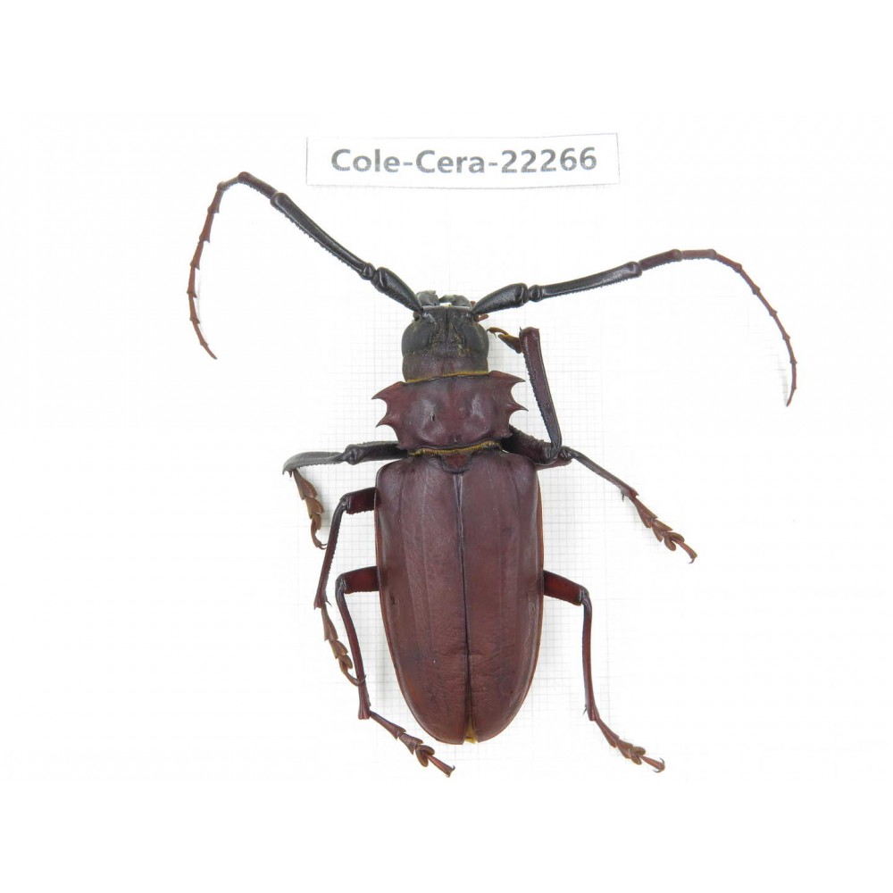 Cerambycidae sp. China,  Yunnan, Yuxi, Xinping county. 1Pcs. Cole-Cera-22266.