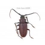 Cerambycidae sp. China,  Yunnan, Yuxi, Xinping county. 1Pcs. Cole-Cera-22266.