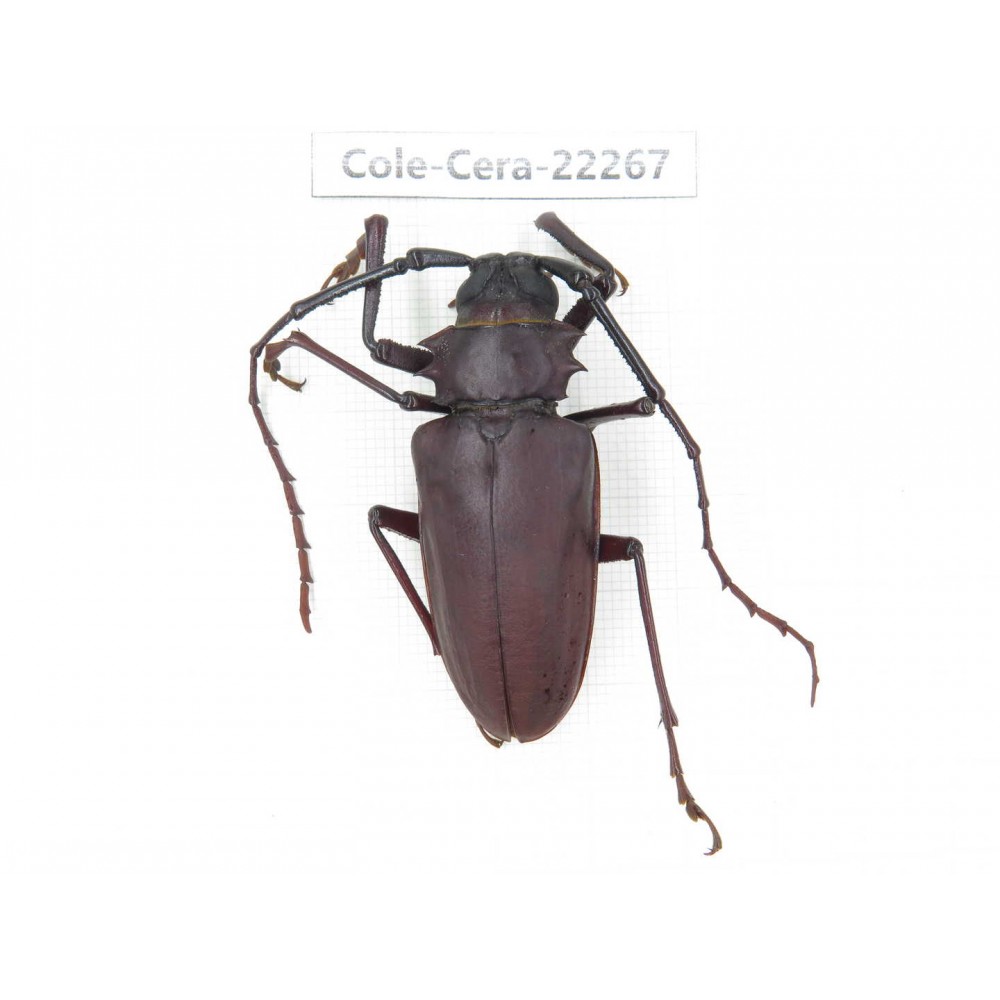 Cerambycidae sp. China,  Yunnan, Yuxi, Xinping county. 1Pcs. Cole-Cera-22267.