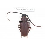 Cerambycidae sp. China,  Yunnan, Yuxi, Xinping county. 1Pcs. Cole-Cera-22268.